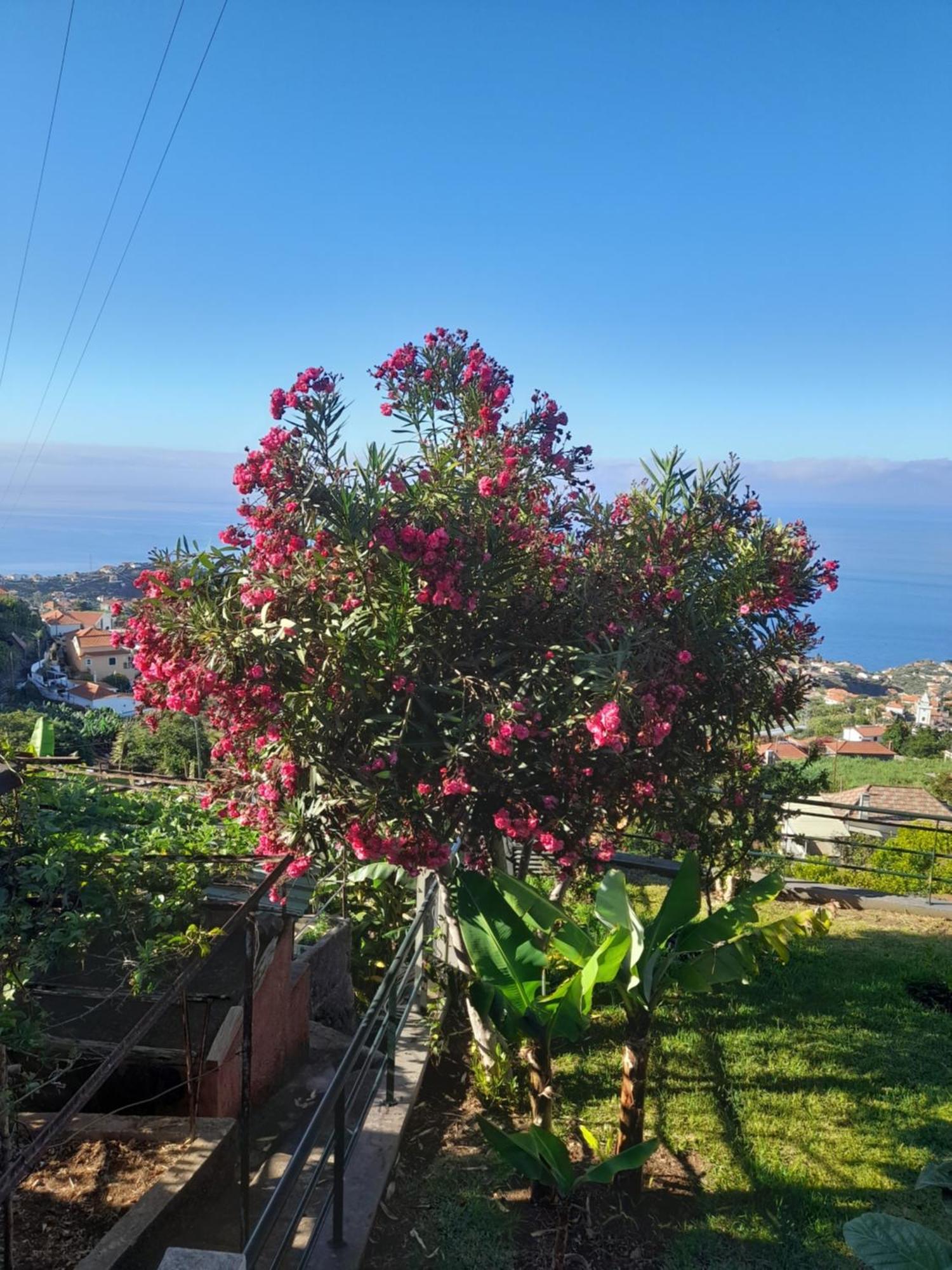 Casa-Albatros Villa Ponta do Sol  Kültér fotó